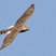 Cooper's Hawk